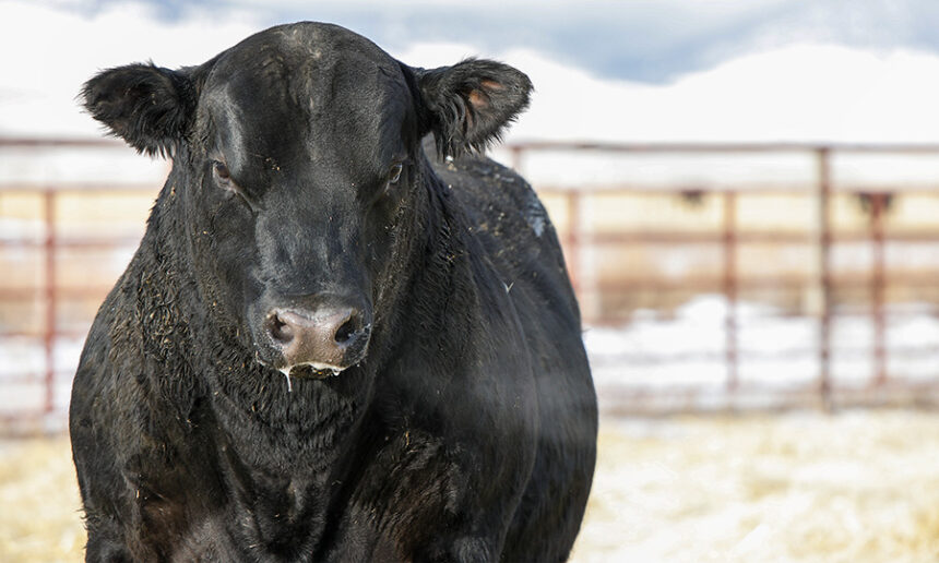 bull sale