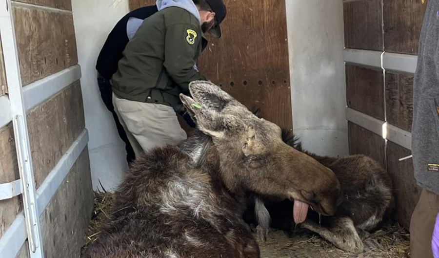 Moose on the loose! Female and calf moved from Bingham County neighborhood