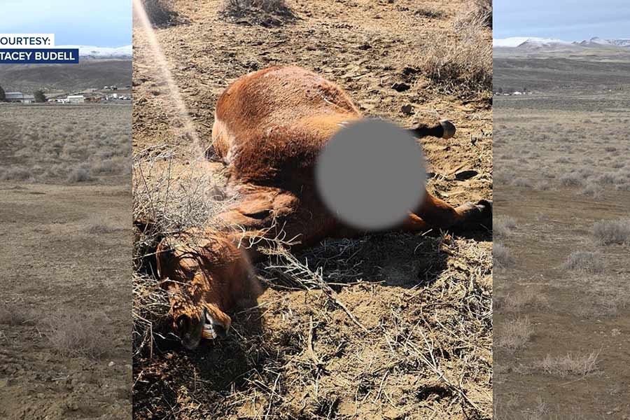 Pregnant horse shot and killed on private land near Boise