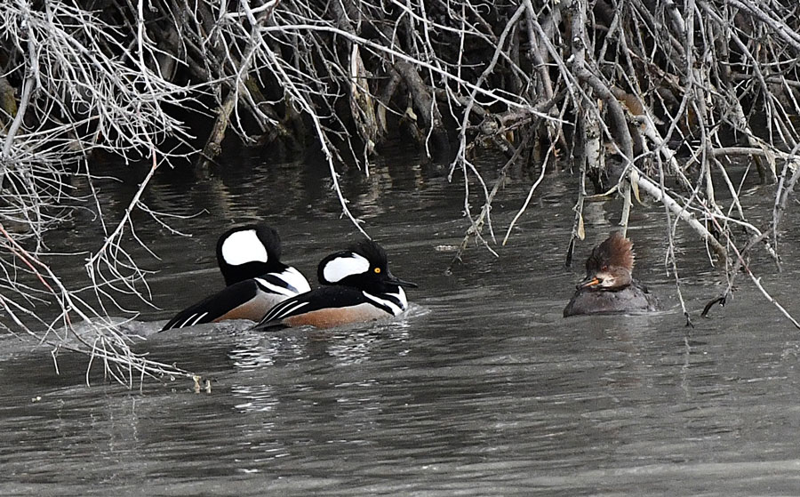 Two males and a female Hoodie hanging out together. | Bill Schiess, EastIdahoNews.com
