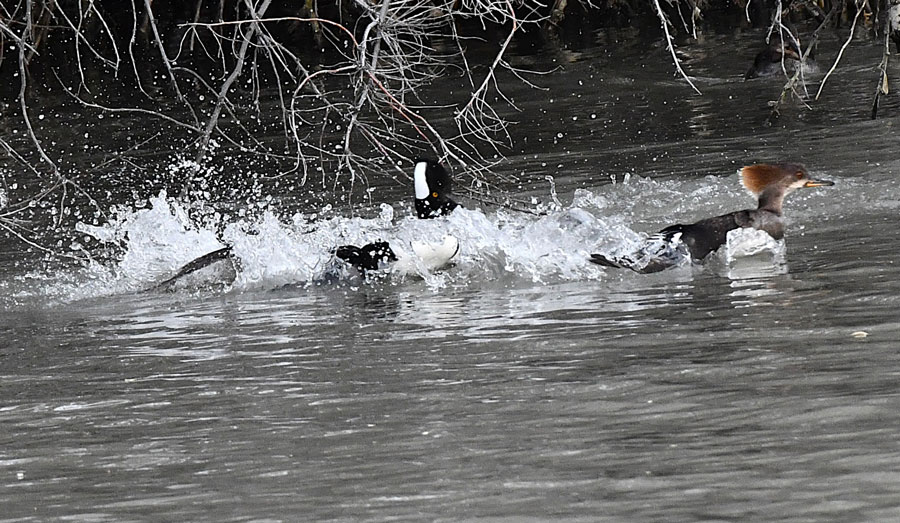 The two males decide to fight over the female why she gets out of their way. | Bill Schiess, EastIdahoNews.com