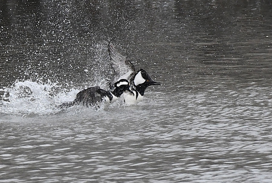 The aggressor grabs the other male by the neck and drags him under water. | Bill Schiess, EastIdahoNews.com