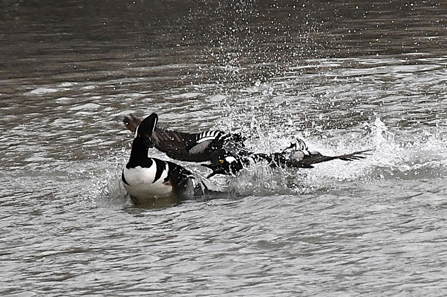 The loser finally escapes as the other male tries to grab him again. | Bill Schiess, EastIdahoNews.com