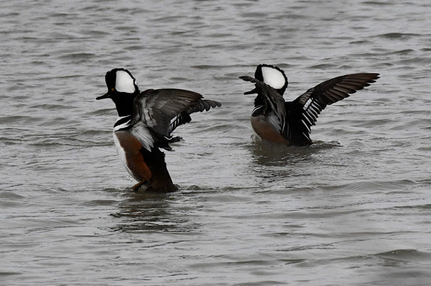Two male hoodies trying to dry off their wings after diving for food. | Bill Schiess, EastIdahoNews.com