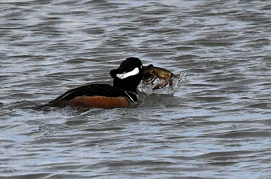 A male hoodie harvests a huge crayfish. | Bill Schiess, EastIdahoNews.com