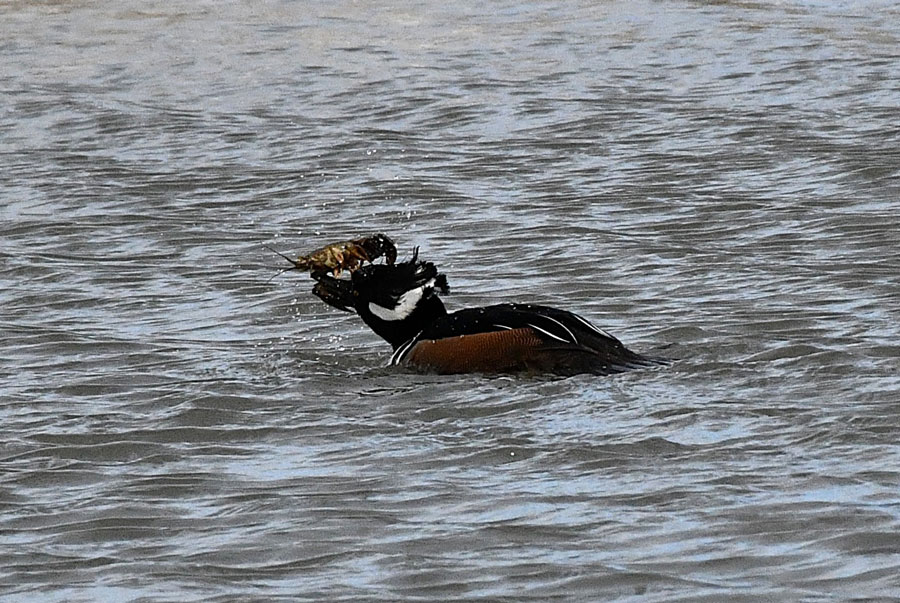 The hoodie removes the second pincher from the crayfish before swallowing it. | Bill Schiess, EastIdahoNews.com