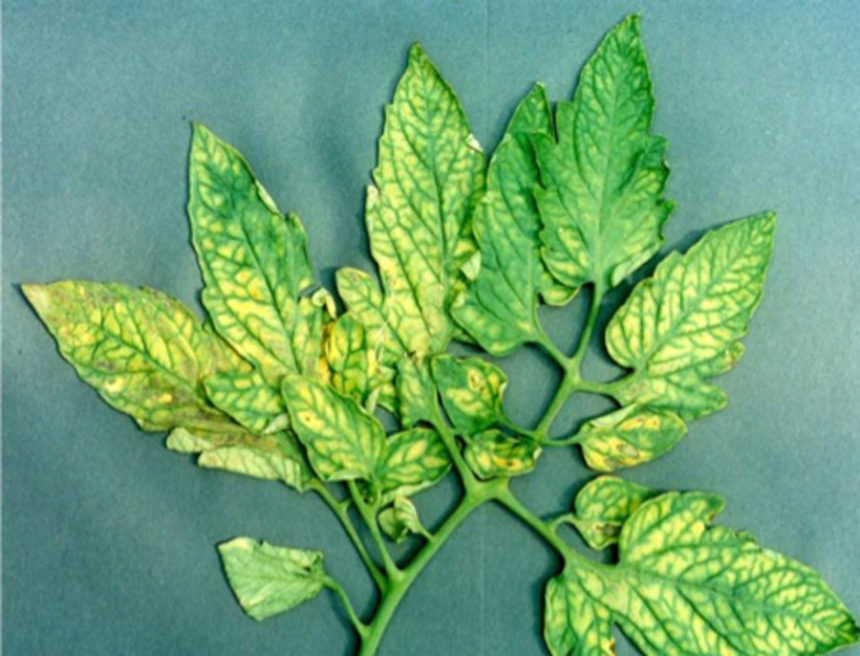 Universtiy of Idaho Extension