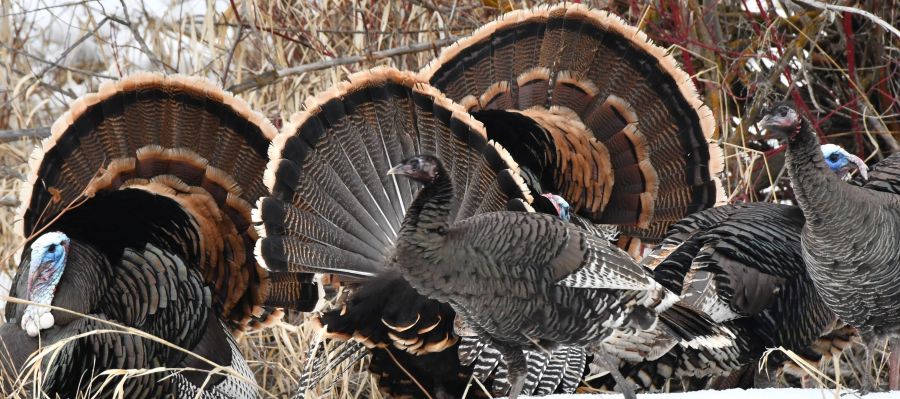 male turkeys