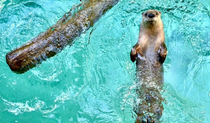 Courtesy Idaho Falls Zoo