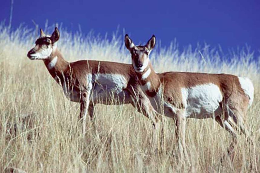 DFG File Photo: Two pronghorn does standing in tall grass. Pronghorn in Idaho are classified as a big game species with set seasons and rules for pursuit by licensed hunters.