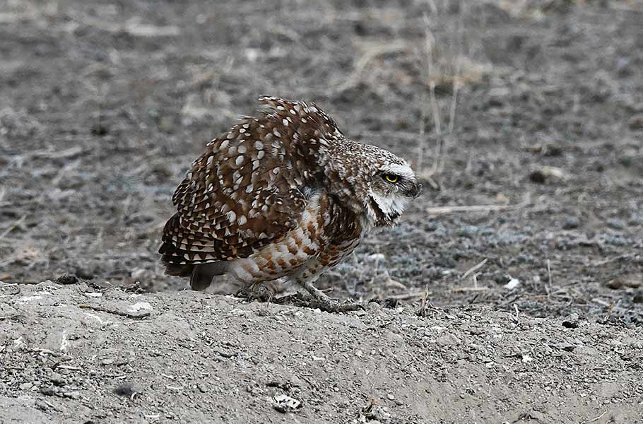 A female Burrowing owl yelling at her partner, probably because his pad is too far away from the nest burrow. | Bill Schiess, EastIdahoNews.com