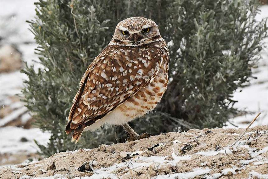 A male Burrowing owl during a recent snowstorm near Hamer. | Bill Schiess, EastIdahoNews.com
