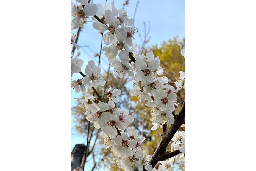 Bracken Henderson | UI Extension, Franklin County