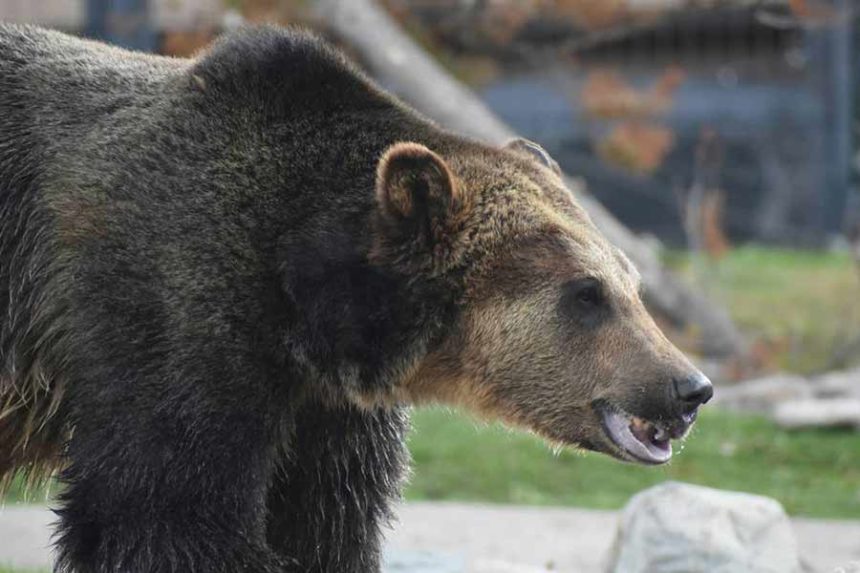 A Montana creek was closed to the public after a grizzly (not the one pictured) charged at two anglers. Photo by Taylor Wright via Unsplash, Idaho Statesman