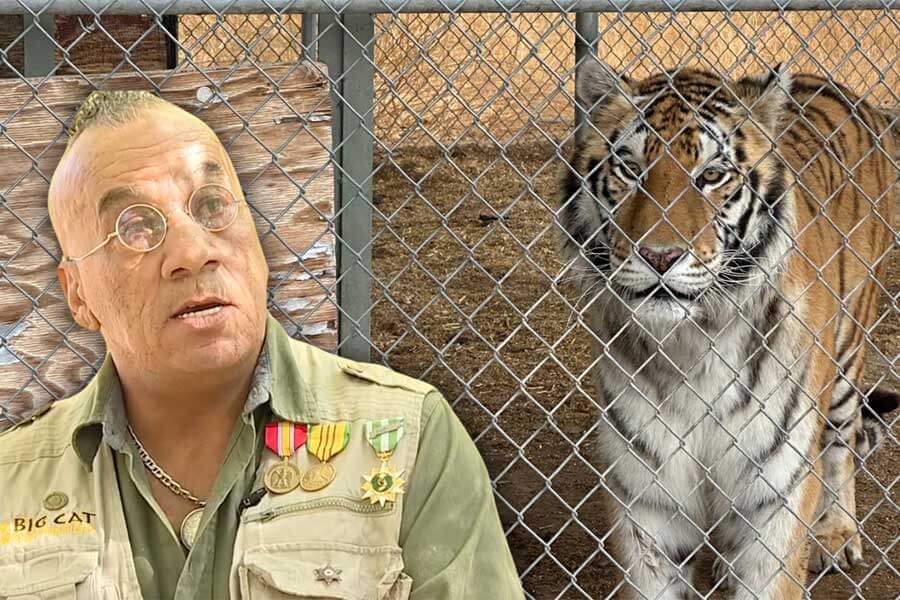 Seven tigers seized; owner says they were emotional support animals