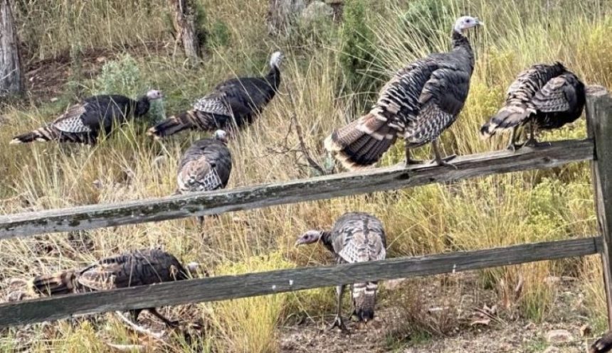 turkeys at Johnny Creek residence Oct 2023 3 1 1