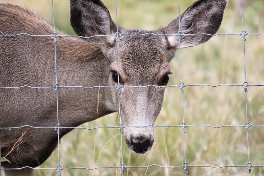 AdobeStock 455356910 deer