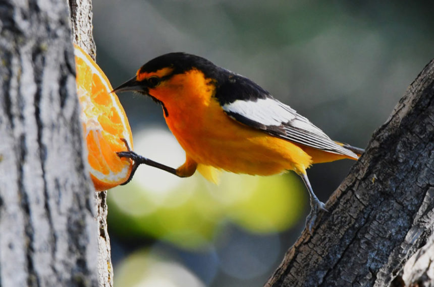 A male Bullock's oriole does the splits as it tries to eat from an orange half. | Bill Schiess, EastIdahoNews.com