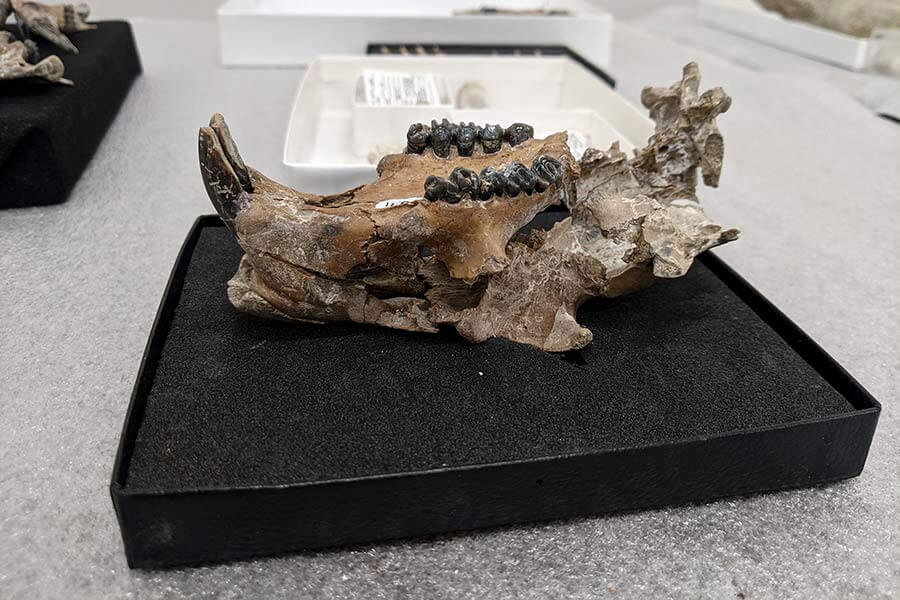 Paenemarmota barbouri skull
