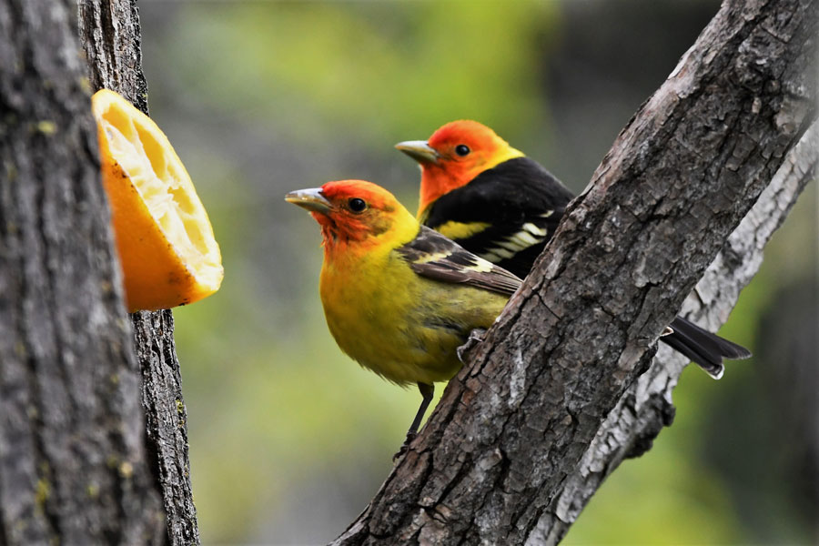 A couple of male Western tanagers trying to decide which one gets first dibs to feed on an orange half. | Bill Schiess, EastIdahoNews.com