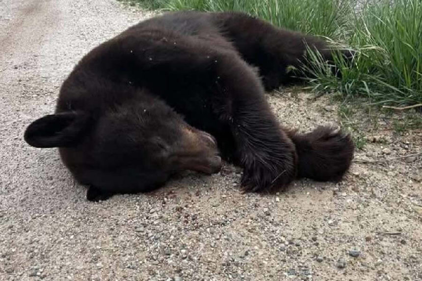 black bear struck near Bear Lake