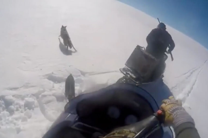 coyote runs from snowmobilers