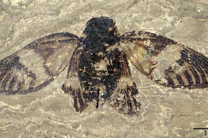 This fossil of an adult female cicada is remarkably well preserved. It was found in the Messel Pit in Germany, in rocks that are approximately 47 million years old. Mandatory Credit: Senckenberg via CNN Newsource