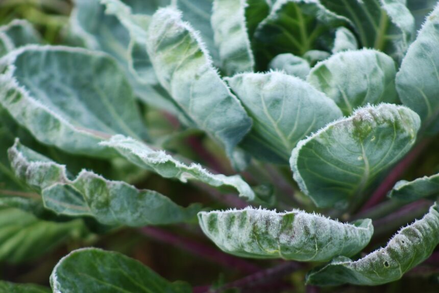 garden frost on cabbage plant in the garden 2024 12 06 05 42 26 utc