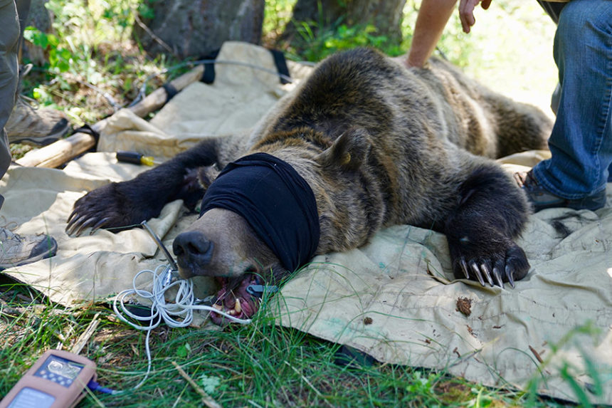 Trapped grizzly bear | Courtesy Idaho Fish and Game