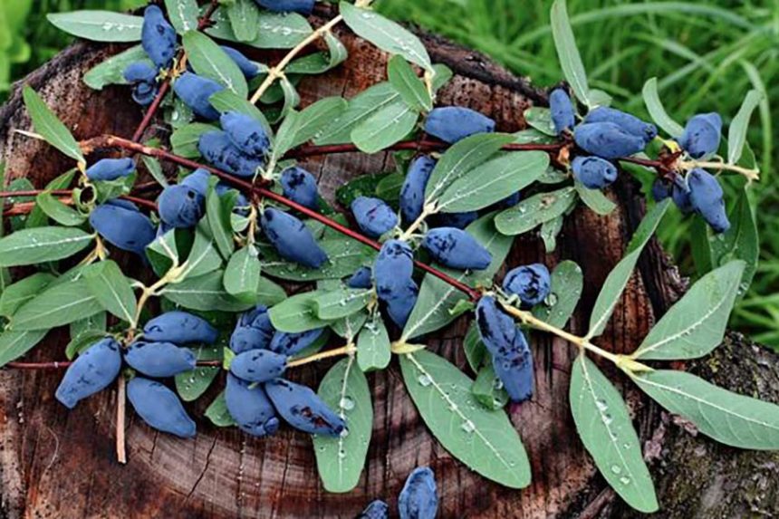 Honeyberries are a great option in Eastern Idaho. They are cold tolerant (zone 2-7) and thrive in alkaline soils. Photo credit, Adobe Stock Photos.
