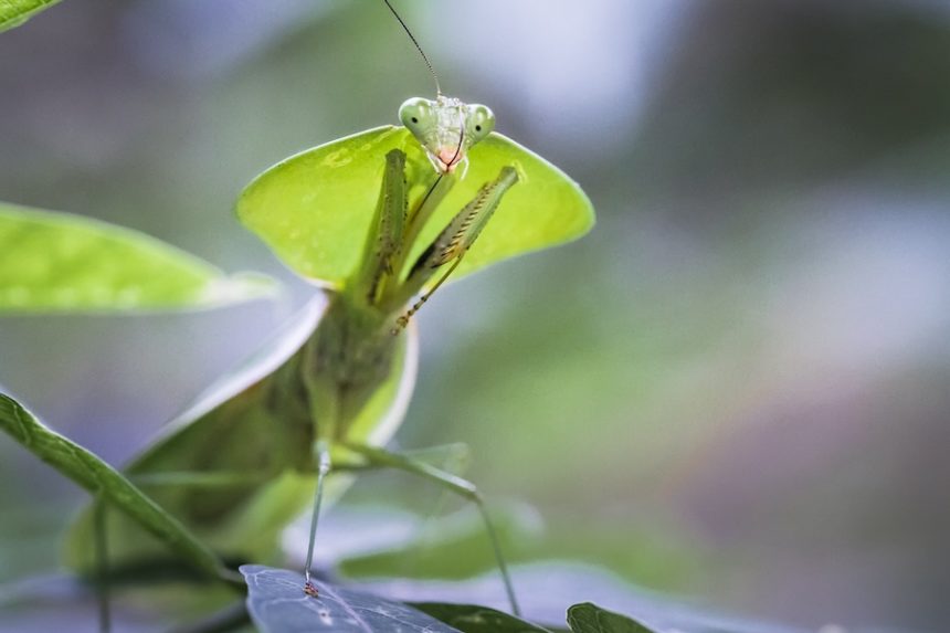 hooded mantis insect in costa rica 2024 09 13 12 30 35 utc