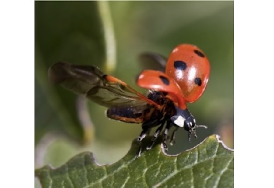 lady beetle