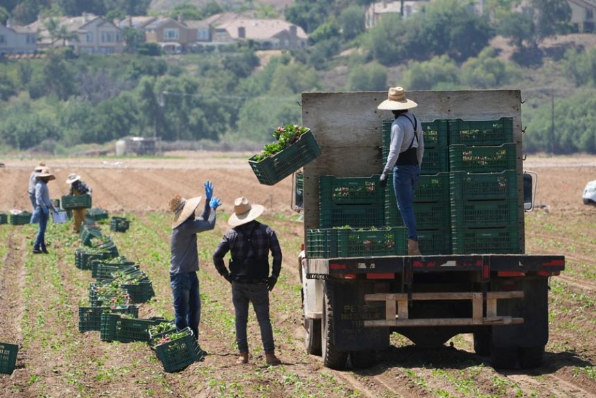 Farm workers gather produce on Thursday, June 12, 2025, in Moorpark, California. | Damian Dovarganes, Associated Press
