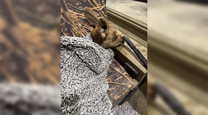 The baby moose Josh Anderson picked up.