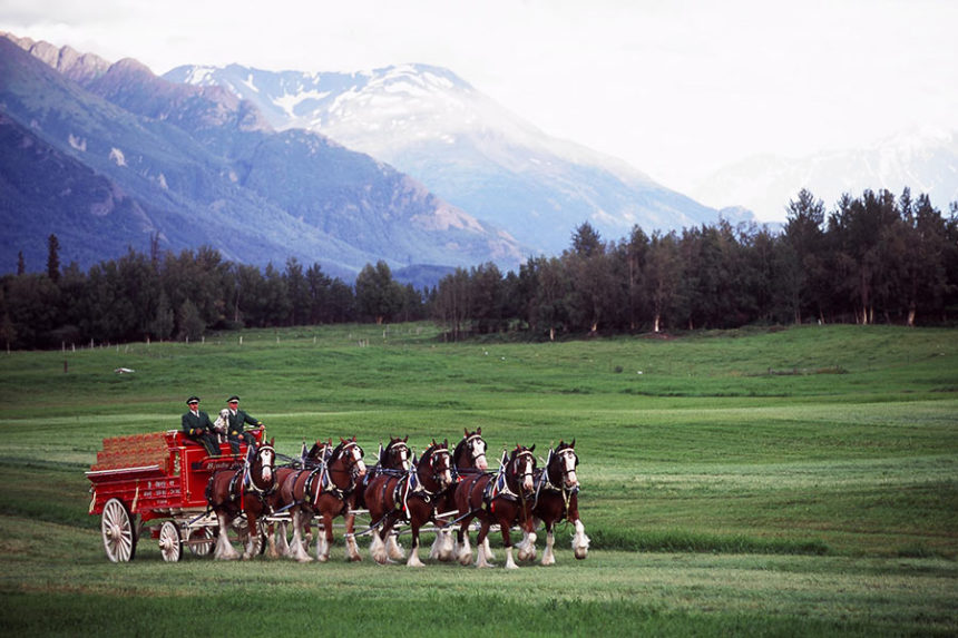 Budweiser Clydesdales
