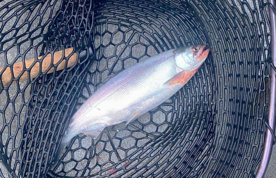 A large 15-inch kokanee from Ririe Reservoir.