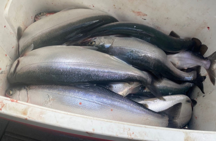 Kokanee up to 16 inches were caught last week on Ririe.