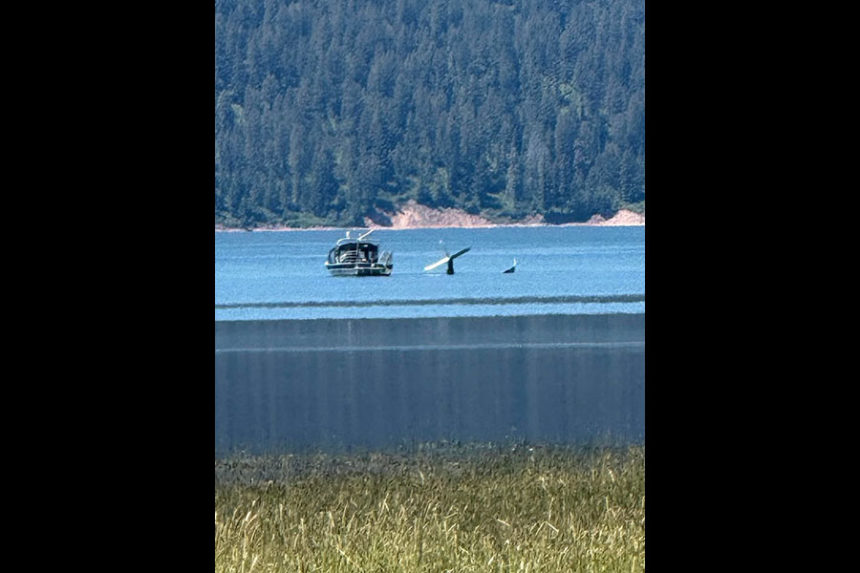 A plane crashed into the Palisades Reservoir Monday morning | Courtesy Daniel Ellsworth