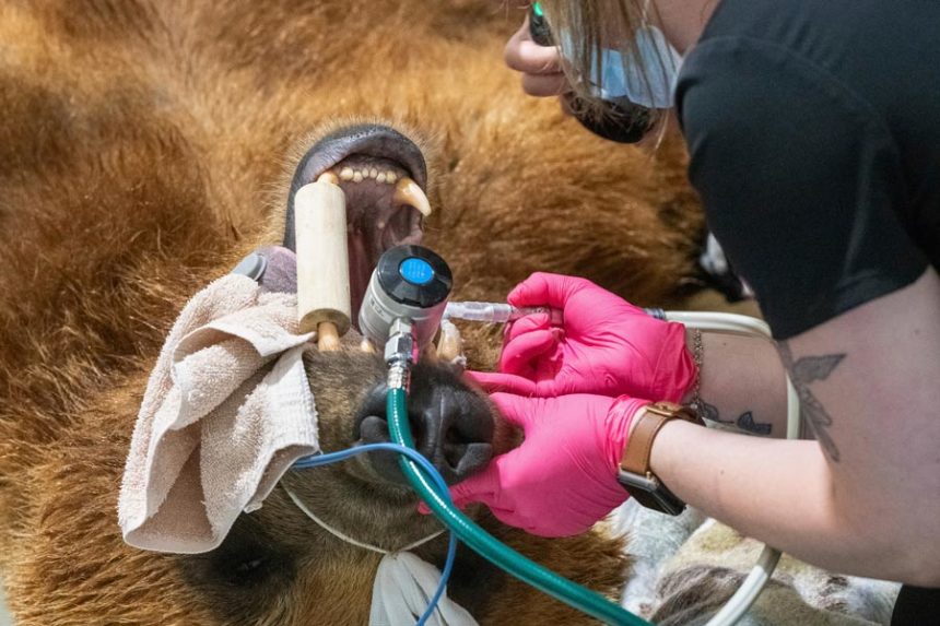 In this image provided by the Lake Superior Zoo, Tundra, a 6-year old Alaskan brown bear, under goes a procedure for a new metal canine tooth, Monday June 23, 2025, at the zoo in Duluth, Minn. (Lake Superior Zoo via AP)