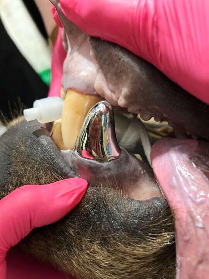 In this image provided by the Lake Superior Zoo, Tundra, a 6-year old Alaskan brown bear, under goes a procedure for a new metal canine tooth, Monday June 23, 2025, at the zoo in Duluth, Minn. (Lake Superior Zoo via AP)