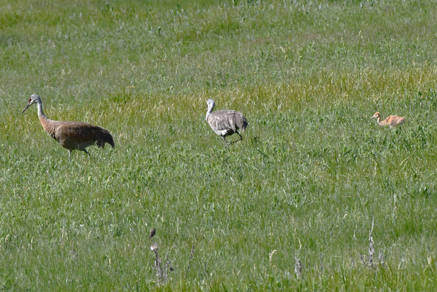 A pair of Sandhill cranes with their colt near the Madison River.