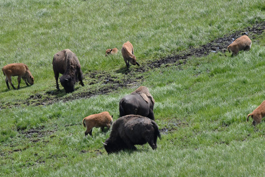 A small herd of bison cows with their calves in Hayden Valley.