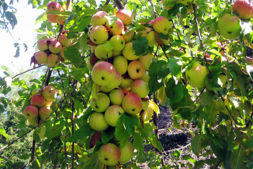 apples