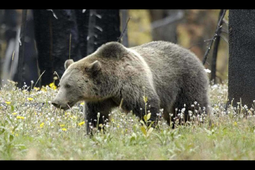 A grizzly bear in Island Park. | Idaho Fish and Game