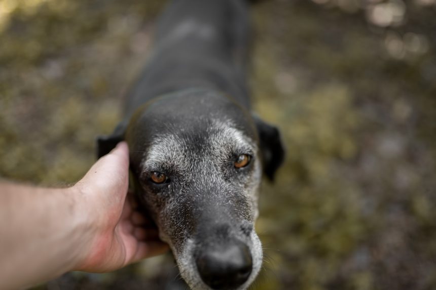 human hand touching an old friendly dog close up 2025 01 08 06 09 17 utc