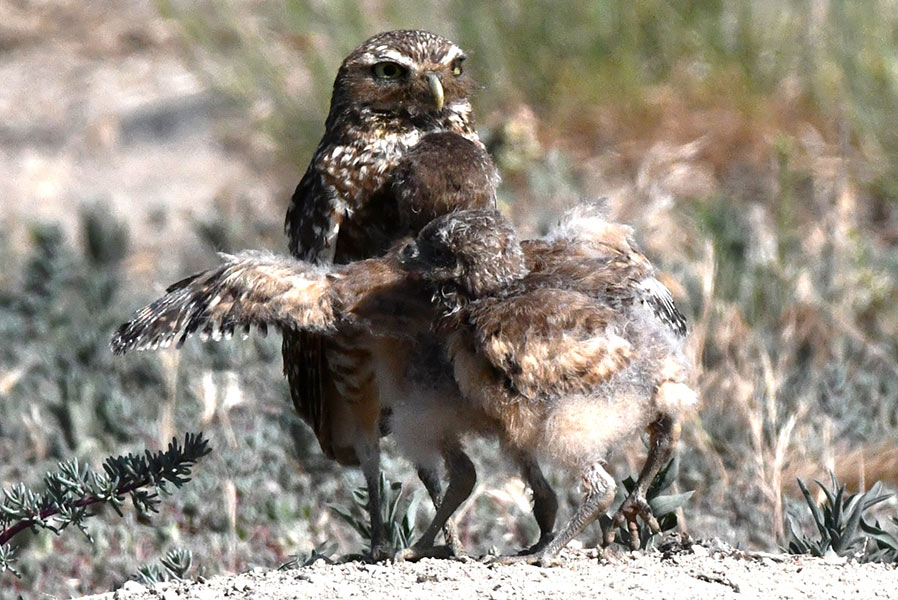 Two owlets rush to Mom almost knocking her over, after the dad goes hunting for food. | Bill Schiess, EastIdahoNews.com