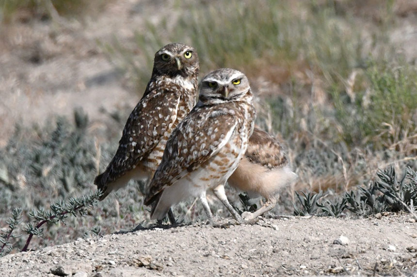 A pair of Burrowing owls with one owlet. The darker adult is the female as her feathers have not sun-bleached because she has been sitting on eggs in the burrow. | Bill Schiess, EastIdahoNews.com