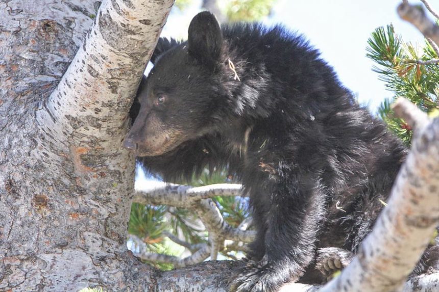 A Black bear in a whitebark pine in Yellowstone National Park | Yellowstone National Park