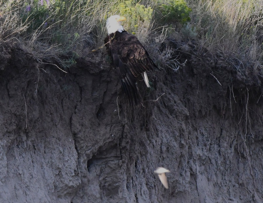 The female Bald eagle doing aerial acrobatics while chasing a gull with a fish.