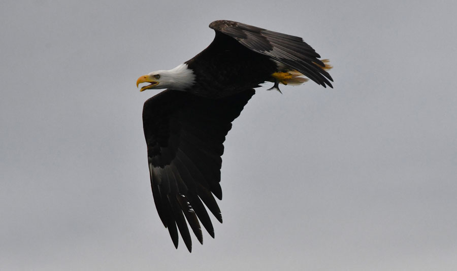 The male Bald eagle taking a kokanee back to the nest.